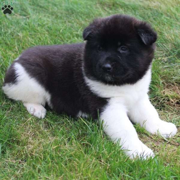 AKC Biscuit, Akita Puppy